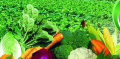 如何打开大连蔬菜配送市场